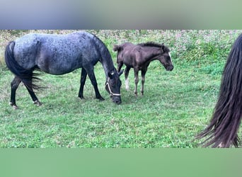 Criollo, Merrie, 14 Jaar, 147 cm, Roan-Blue