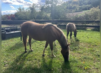 Criollo, Merrie, 1 Jaar, 142 cm, Red Dun