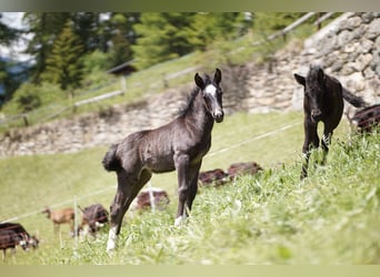 Criollo Mix, Merrie, 1 Jaar, Zwart