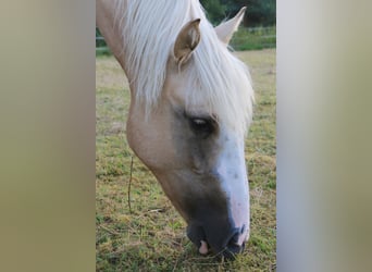 Criollo, Merrie, 2 Jaar, 141 cm, Palomino