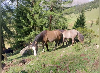 Criollo, Merrie, 2 Jaar, 142 cm, Grullo