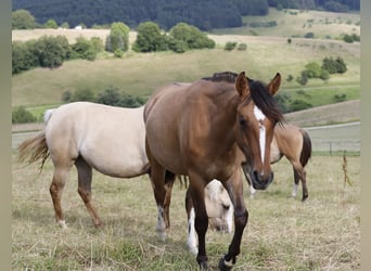 Criollo, Merrie, 2 Jaar, Falbe