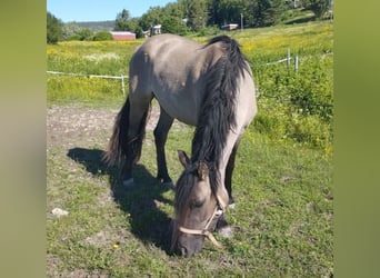 Criollo, Merrie, 3 Jaar, 143 cm, Grullo