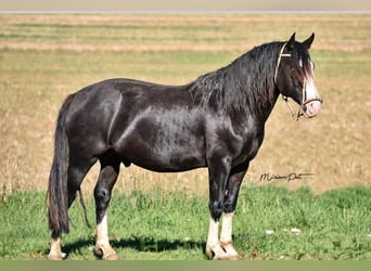 Criollo, Merrie, 3 Jaar, 147 cm, Vos