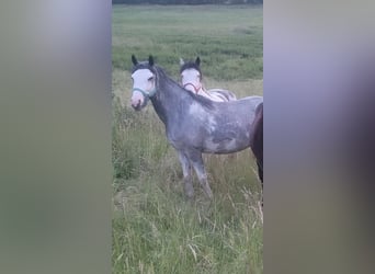 Criollo, Merrie, 3 Jaar, 148 cm, Overo-alle-kleuren