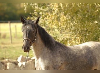 Criollo, Merrie, 4 Jaar, 142 cm, Roan-Blue