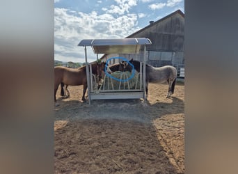 Criollo, Merrie, 4 Jaar, 143 cm, Grullo