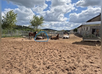 Criollo, Merrie, 4 Jaar, 143 cm, Grullo