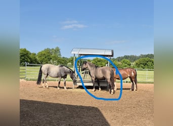 Criollo, Merrie, 4 Jaar, 143 cm, Grullo