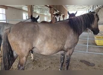Criollo, Merrie, 4 Jaar, 143 cm, Grullo