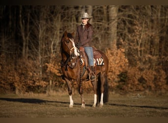 Criollo, Merrie, 4 Jaar, 148 cm