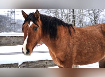 Criollo, Merrie, 6 Jaar, 143 cm, Bruin