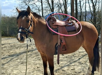 Criollo, Merrie, 6 Jaar, 143 cm, Bruin