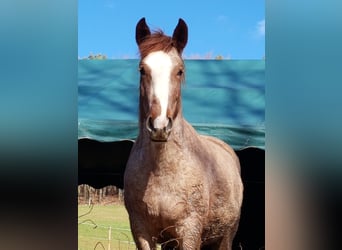 Criollo, Merrie, 6 Jaar, 146 cm, Overo-alle-kleuren