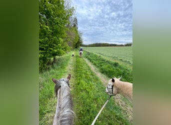 Criollo, Merrie, 6 Jaar, 146 cm, Overo-alle-kleuren