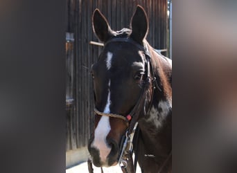 Criollo, Merrie, 6 Jaar, 151 cm, Overo-alle-kleuren