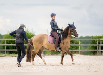 Criollo, Merrie, 8 Jaar, 146 cm, Brown Falb schimmel