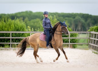 Criollo, Merrie, 8 Jaar, 146 cm, Brown Falb schimmel