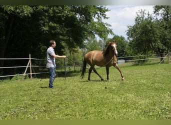 Criollo, Merrie, 8 Jaar, 146 cm, Brown Falb schimmel