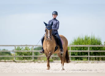 Criollo, Stute, 8 Jahre, 146 cm, Braunfalbschimmel