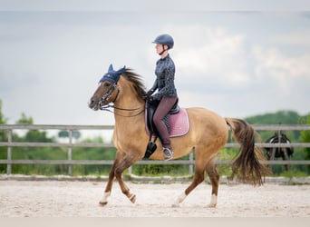 Criollo, Merrie, 8 Jaar, 146 cm, Brown Falb schimmel