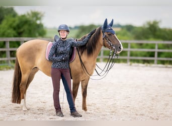 Criollo, Merrie, 8 Jaar, 146 cm, Brown Falb schimmel