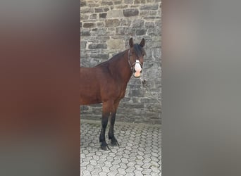 Criollo Mix, Merrie, 8 Jaar, 146 cm, Bruin