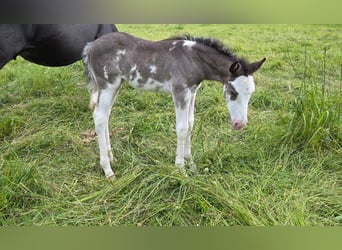 Criollo, Merrie, Veulen (05/2025), 150 cm, Overo-alle-kleuren