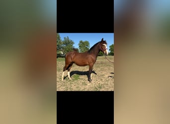 Criollo, Ogier, 1 Rok, 135 cm, Gniada