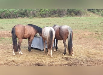 Criollo, Ogier, 1 Rok, 145 cm, Gniadodereszowata