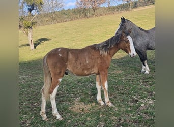 Criollo, Ogier, 1 Rok, 150 cm