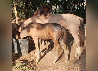 Criollo, Ogier, Źrebak (05/2025), 145 cm, Gniadodereszowata