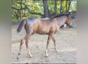 Criollo, Ogier, Źrebak (05/2025), 145 cm, Gniadodereszowata