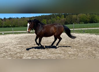 Criollo, Ruin, 14 Jaar, 155 cm, Bruin