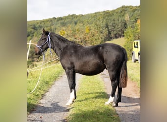 Criollo, Ruin, 1 Jaar, 142 cm, Zwartbruin