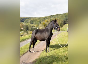 Criollo, Ruin, 1 Jaar, 142 cm, Zwartbruin