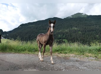 Criollo, Ruin, 2 Jaar, Gevlekt-paard