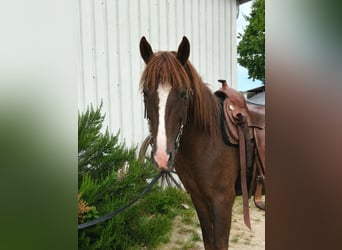 Criollo, Ruin, 3 Jaar, 143 cm, Donkere-vos
