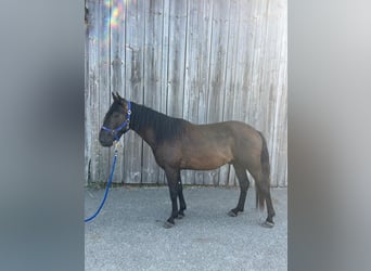 Criollo, Ruin, 3 Jaar, 144 cm