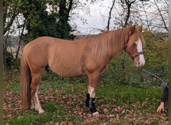 Criollo Mix, Ruin, 3 Jaar, 144 cm, Red Dun