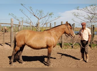 Criollo, Ruin, 3 Jaar, 145 cm, Tobiano-alle-kleuren