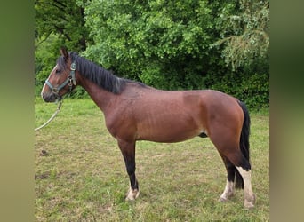 Criollo, Ruin, 3 Jaar, 148 cm, Bruin