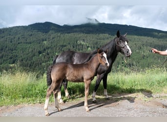 Criollo, Ruin, 3 Jaar, Gevlekt-paard