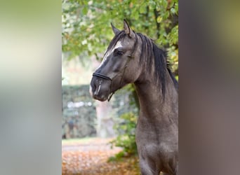 Criollo, Ruin, 4 Jaar, 150 cm, Grullo