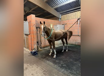 Criollo Mix, Ruin, 9 Jaar, 164 cm, Vos