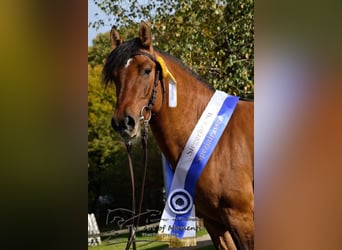 Criollo, Semental, 13 años, 145 cm, Bayo