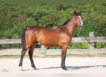 Criollo, Semental, 1 año, 144 cm, Castaño oscuro