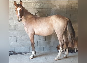 Criollo, Semental, 1 año, 145 cm, Castaño-ruano