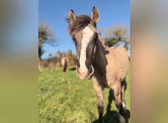 Criollo, Semental, 1 año, 145 cm, Grullo
