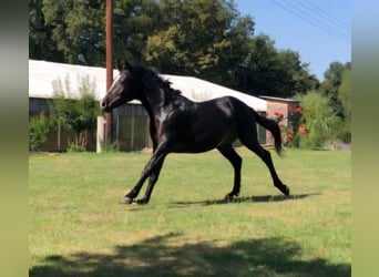 Criollo, Semental, 1 año, 148 cm, Negro